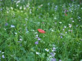 green meadow background photo