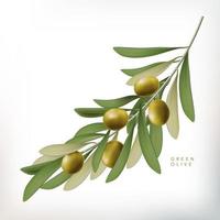 Vector Classic Style 3D Illustration Green Olive with Leaves