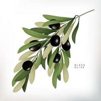 Vector Classic Style 3D Illustration Black Olive with Leaves