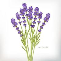 Vector Realistic Violet French Lavender Illustration