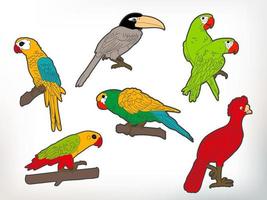 Vector Parrots or Birds Illustration Collection