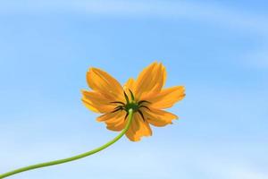 hermosas flores de cosmos amarillas sobre fondo de cielo azul en el jardín del agricultor. se planta al lado de la casa y crece de forma natural y hermosa, enjambres de abejas e insectos, néctar y polen. foto