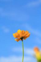 Beautiful yellow cosmos flowers on blue sky background in the  in the farmer's garden. It is planted next to the house and grows naturally beautiful  -bees and insects swarming -nectar and pollen. photo