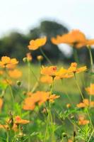 cosmos amarillo naturalmente hermoso o flores de estallido de estrellas que florecen al sol en un día muy caluroso. naturaleza creativa contra el fondo del cielo azul foto