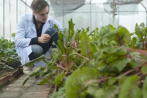 A scientist man is analyzing organic vegetables plants in greenhouse , concept of agricultural technology photo