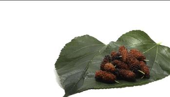 Mulberry fruit - On white background - Food Fruit - for health as a medicinal herb - Raising worms to produce silk. photo
