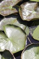 green and brown lotus leaves float on the surface of the pond in a beautiful natural pattern during the scorching sun day and are responsible for raising the lotus flower. photo