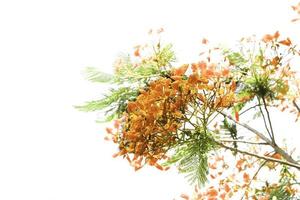 Flame Tree, Royal Poinciana, Flamboyant-red blooming beautiful nature and season on white background. photo