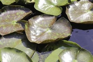 green and brown lotus leaves float on the surface of the pond in a beautiful natural pattern during the scorching sun day and are responsible for raising the lotus flower. photo