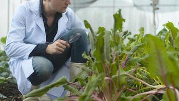 A scientist man is analyzing organic vegetables plants in greenhouse , concept of agricultural technology photo