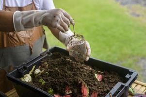 male hand holding soil and earthworms , conservation agriculture concept photo