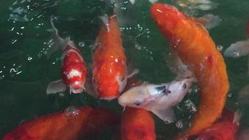 Colorful fancy crap fish in a pond - lovely aquatic animal video