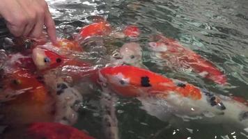 peixe colorido extravagante em uma lagoa - adorável animal aquático video