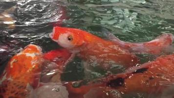 Colorful fancy crap fish in a pond - lovely aquatic animal video