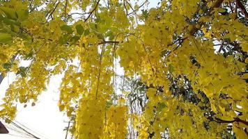 Blossom yellow flower in hot season symbol of Songkran festival in Chiang Mai Thailand - Beautiful nature in joyful festival concept video