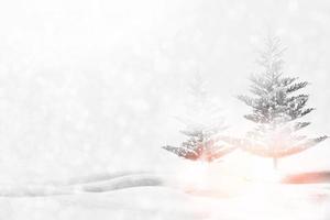 Frozen winter forest with snow covered trees. photo