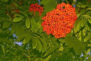 Rowan berries, Sorbus aucuparia, tree mountain ash. photo