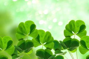 Green clover leaves on a background summer landscape. St.Patrick 's Day photo