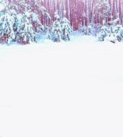 Frozen winter forest with snow covered trees. photo