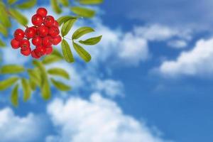 Rowan berries, Sorbus aucuparia, tree mountain ash. photo