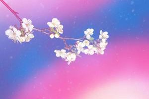 Blossoming branch cherry. nature photo