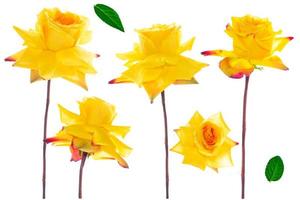 Flower bud roses on a white background photo