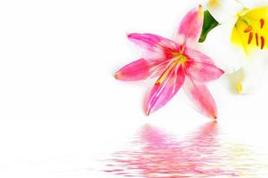 Bright lily flowers isolated on white background. photo