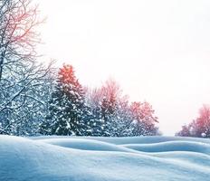 bosque de invierno congelado con árboles cubiertos de nieve. foto