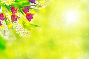 Bright colorful spring flowers photo