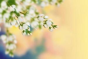 White jasmine The branch delicate spring flowers photo