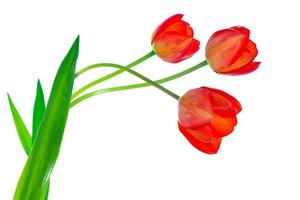 tulipanes de flores de colores de primavera foto