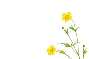 Yellow wildflowers buttercup isolated on white background. photo