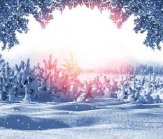 Frozen winter forest with snow covered trees. photo