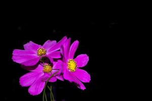 Bright colorful cosmos flowers photo