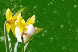 Bright colorful daffodils flowers photo