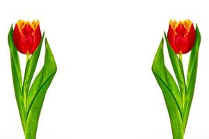 tulipanes de flores de colores de primavera foto