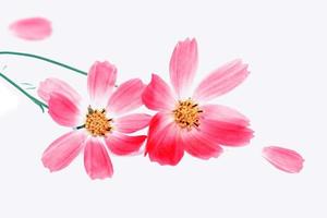 Bright colorful cosmos flowers photo