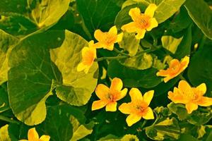 Yellow flowers of marsh marigold. floral background photo