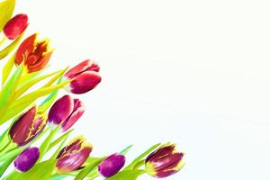 tulipanes de flores de colores de primavera. naturaleza foto