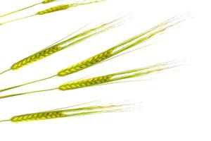 wheat ears isolated on white background. photo