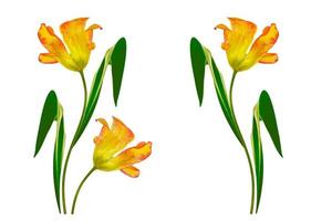 tulipanes de flores de colores de primavera. naturaleza foto