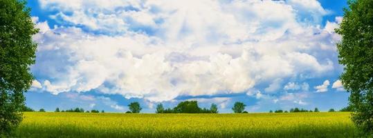 Field with bright yellow rapeseed flowers photo