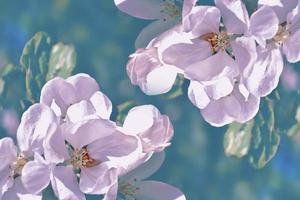 Blossoming branch apple. photo