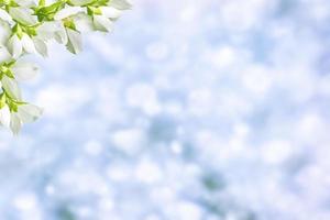 White jasmine The branch delicate spring flowers photo