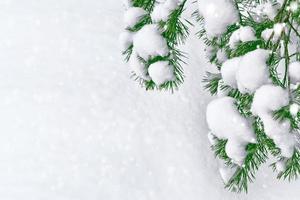 Frozen winter forest with snow covered trees. photo