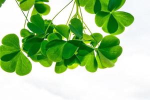 Green clover leaves on a background summer landscape. photo