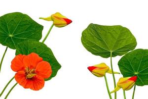 Autumn nasturtium flowers isolated on white background. photo