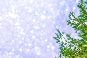 Frozen winter forest with snow covered trees. photo