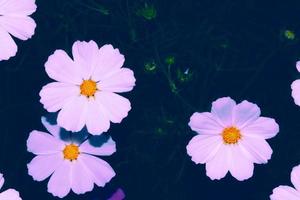 Colorful cosmos flowers on a background of summer landscape. photo