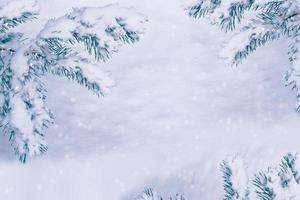 Frozen winter forest with snow covered trees. photo